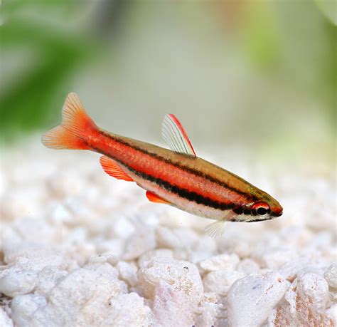 Pencil Fish: All You Need To Know .
